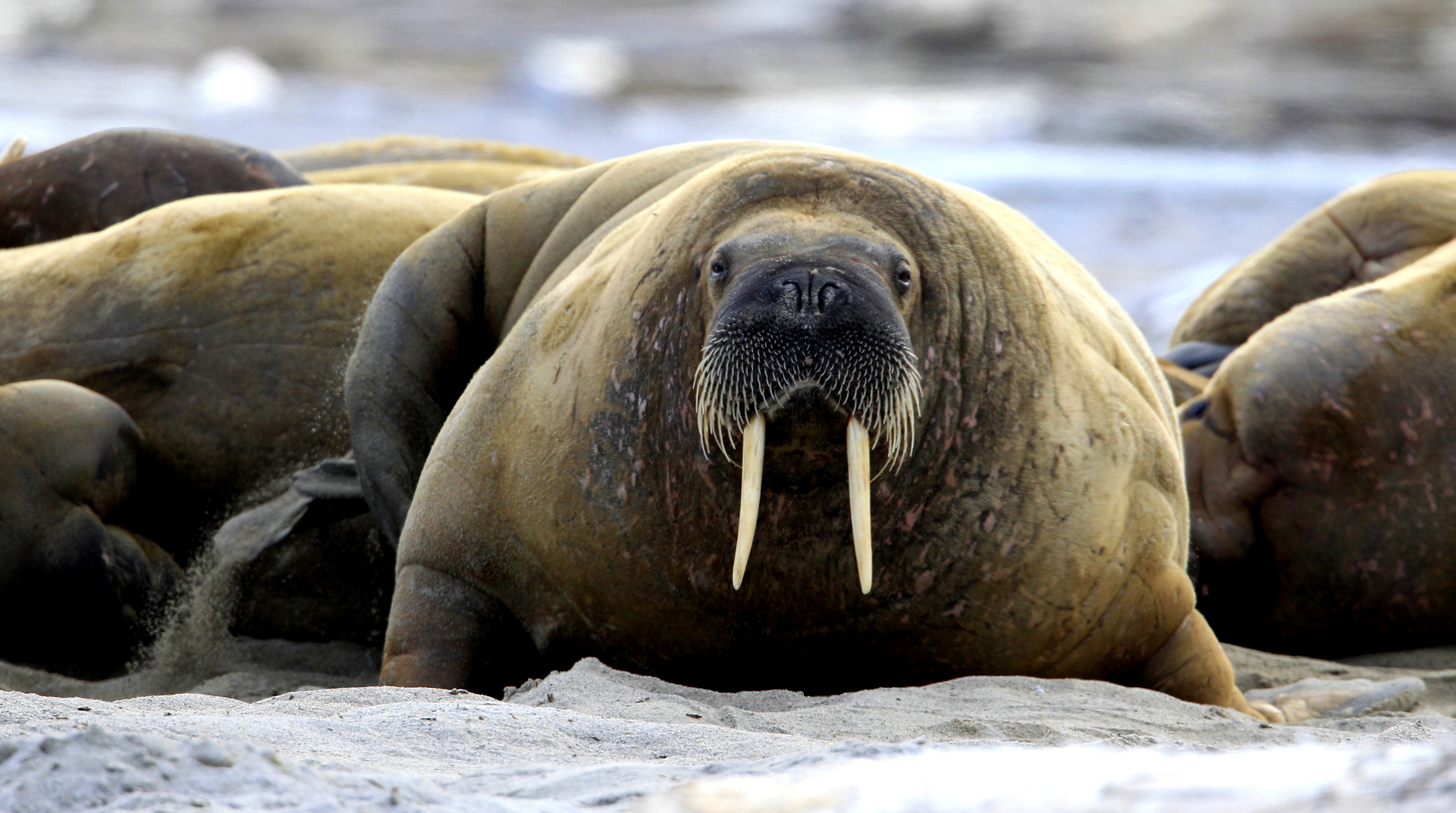 A walrus in Svalbard, Arctic Norway