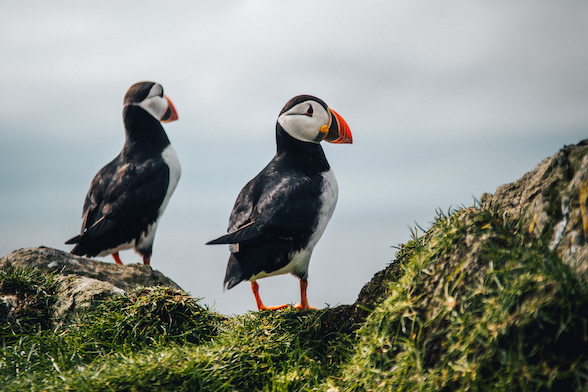 Puffins on the island of Mykines in the Faroe Islands