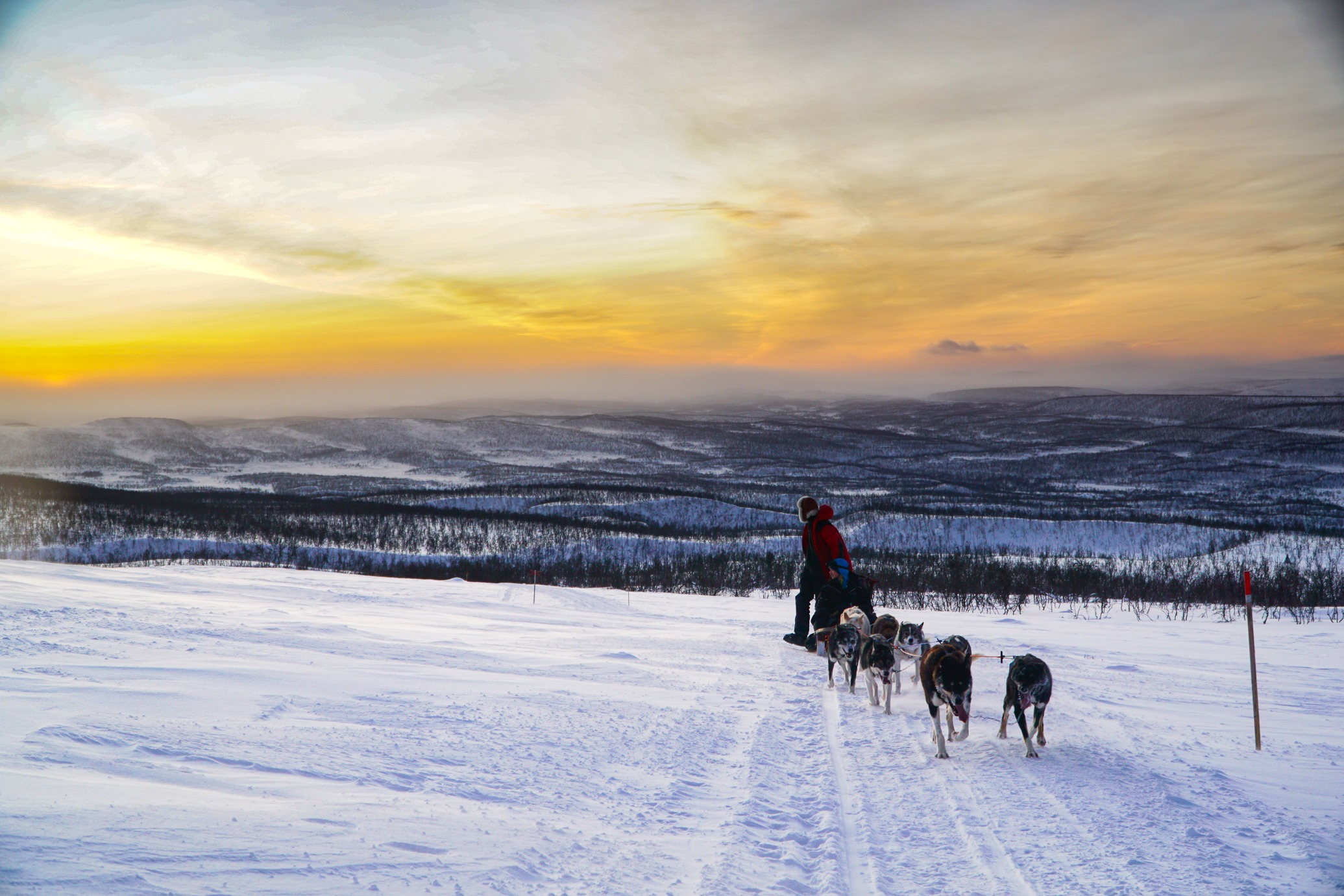 Dog Sledding11 Holmen Husky