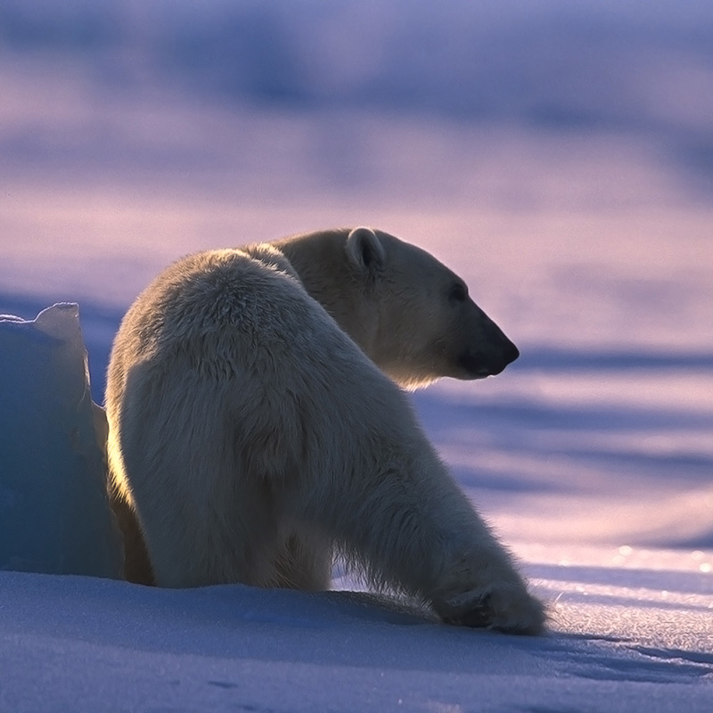 ARCTIC MELFRED DEC2017 088 6021660 Photo Melissa Schäfer